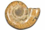 Jurassic Ammonite (Hemilytoceras) Fossil - Madagascar #349144-1